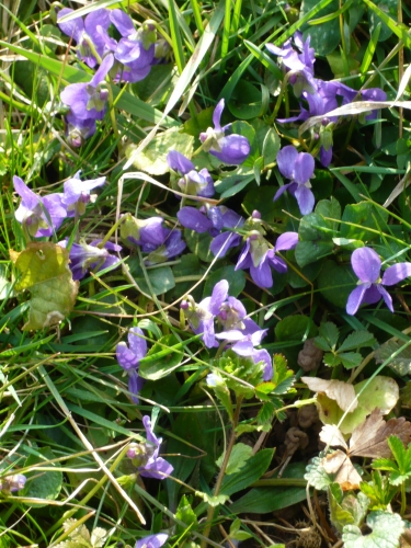 Violettes.jpg