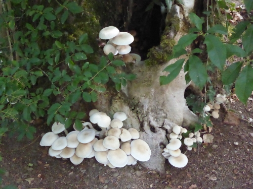 Champignons, arbres, image inattendue